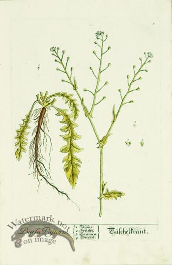 Blackwell German 240